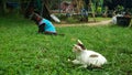 Thai Cat in many action. Siamese Cat in the local village. Royalty Free Stock Photo