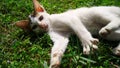 Thai Cat in many action. Siamese Cat in the local village.