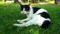 Thai Cat in many action. Siamese Cat in the local village. Royalty Free Stock Photo