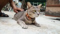 Thai Cat in many action. Siamese Cat in the local village. Royalty Free Stock Photo