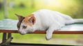 Thai Cat sleep on the table happily natural background Royalty Free Stock Photo