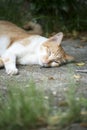 Thai cat sleeping Royalty Free Stock Photo