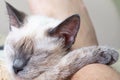 Thai cat sleeps on the leg of a man. Royalty Free Stock Photo