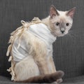 Thai cat after surgery in a postoperative bandage.