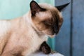 Thai cat take a nap in the evening Royalty Free Stock Photo