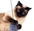 Thai cat - traditional or ancient Siamese cat on a white isolated background. Royalty Free Stock Photo