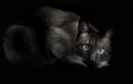 Thai cat is a traditional or old-style siamese . on black background Royalty Free Stock Photo