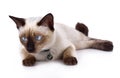 A thai cat is a traditional or old-style siamese cat. Royalty Free Stock Photo