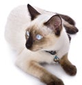 A thai cat is a traditional or old-style siamese cat. Royalty Free Stock Photo