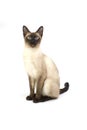 Thai cat, traditional siamese cat on white Royalty Free Stock Photo