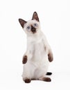 Thai cat on white background Royalty Free Stock Photo