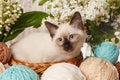 Thai cat in yarn and balls. Cozy photo Royalty Free Stock Photo