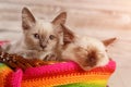 Thai cat in yarn and balls. Cozy photo Royalty Free Stock Photo