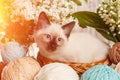 Thai cat in yarn and balls. Cozy photo Royalty Free Stock Photo