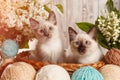 Thai cat in yarn and balls. Cozy photo