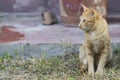 Thai cat with yellow eyes Royalty Free Stock Photo