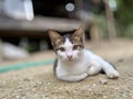 Thai cats are kept for beauty.