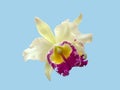 Thai cattleya orchid, purple, shades of yellow, on a blue