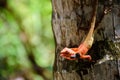 Thai chameleon on coconut tree