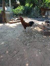 Thai chicken on floor background