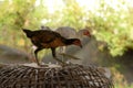 Thai chicken standing on the coop brown in farm Royalty Free Stock Photo