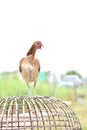 Thai chicken standing on the coop brown in farm Royalty Free Stock Photo