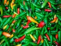 Thai chilli pepper
