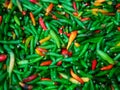 Thai chilli pepper