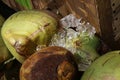 Thai coconuts with ice at street fair