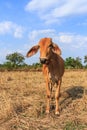 Thai cow in the field with blue sky Royalty Free Stock Photo