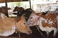 Thai cow group in the enclosure of an animal farm Royalty Free Stock Photo