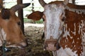 Thai cow group in the enclosure of an animal farm Royalty Free Stock Photo