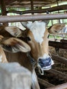 Thai cows animal in a rural cowshed.