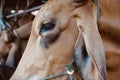 Thai cows animal in a rural cowshed.