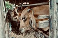 Thai cows animal in a rural cowshed.