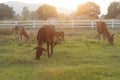 Thai cows are eating green grass in the grass field of farm in Thailand Royalty Free Stock Photo