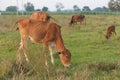 Thai cows are eating green grass in the medow iin Thailand