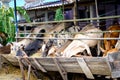 Thai cows eating lucerne hay from manger in mini farm local thai Royalty Free Stock Photo