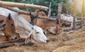 Thai cows in a wooden enclosure eating rice straw Royalty Free Stock Photo