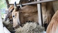 Thai cows animal in a rural cowshed.