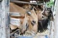 Thai cows animal in a rural cowshed.