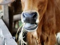 Thai cows animal in a rural cowshed.