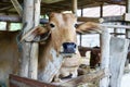 Thai cows animal in a rural cowshed.