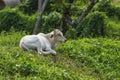 Thai cows in thailand Royalty Free Stock Photo