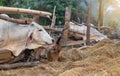 Thai cows in a wooden enclosure eating rice straw Royalty Free Stock Photo