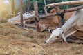 Thai cows in a wooden enclosure eating rice straw Royalty Free Stock Photo