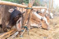 Thai cows in a wooden enclosure eating rice straw Royalty Free Stock Photo