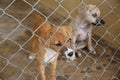 Thai cute puppy dog in cage waiting adopt to new home