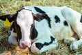 Milk cows, Thai Dairy cows in khonkaen farm,Thailand