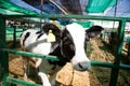 Milk cows, Thai Dairy cows in khonkaen farm,Thailand.